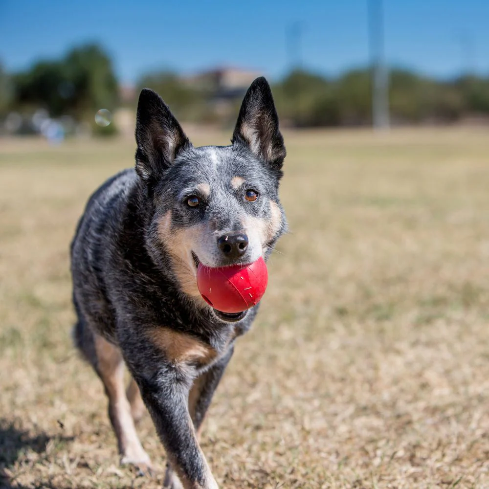 Kong Ball Dog Toy - Image 3