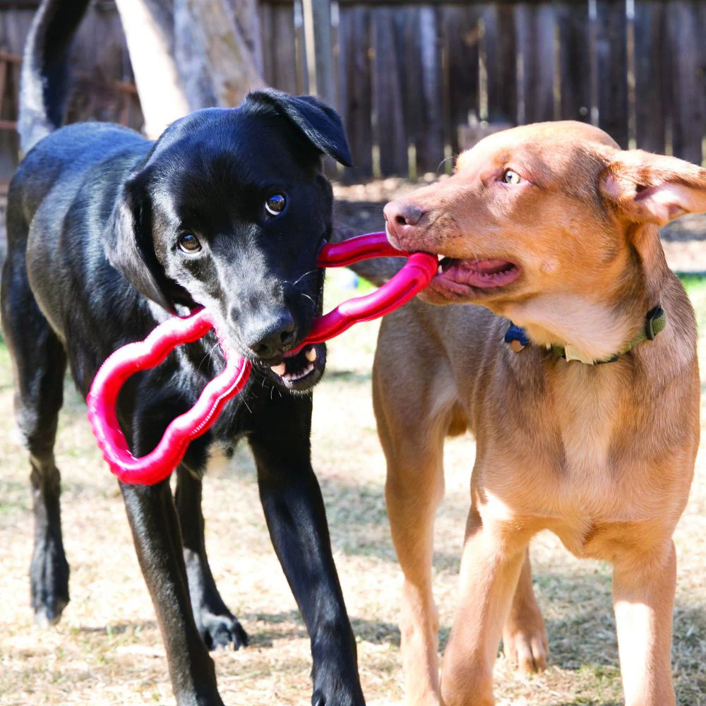 Kong Tug Dog Toy - Image 3
