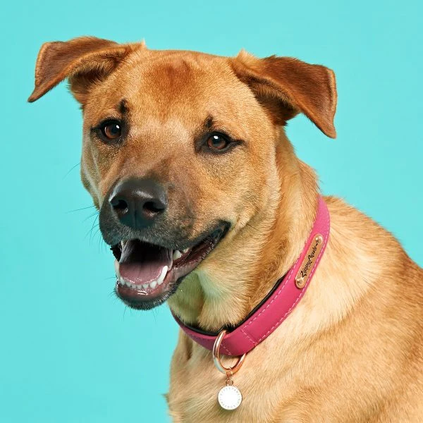 ZippyPaws Vivid Collection Magenta Dog Collar - Image 3
