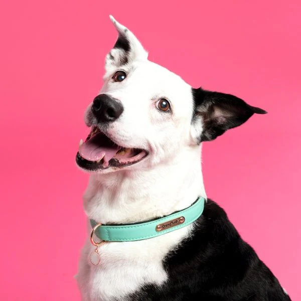 ZippyPaws Vivid Collection Teal Dog Collar - Image 3